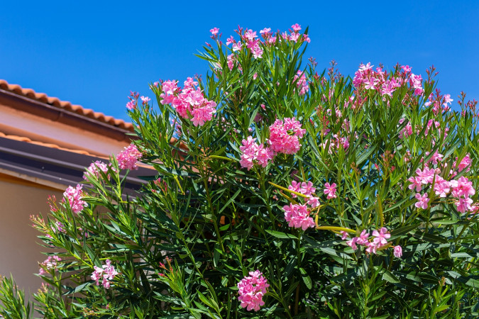 Exterior, Apartmani Ankica Polje